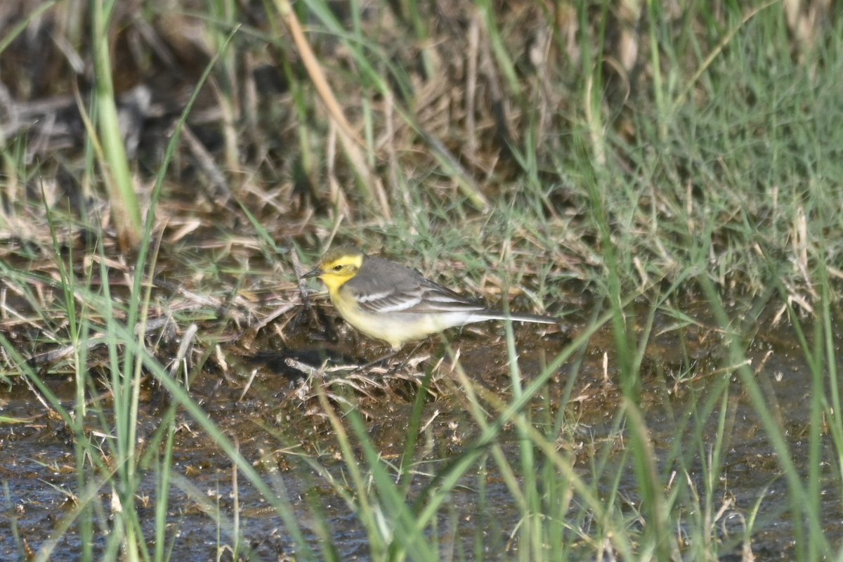 Lesvos Day 2 - I took it easy recovering from day 1, with a couple of short local walks but found lots to see - Day 2 Birds @JLowenWildlife @WildlifePrecey