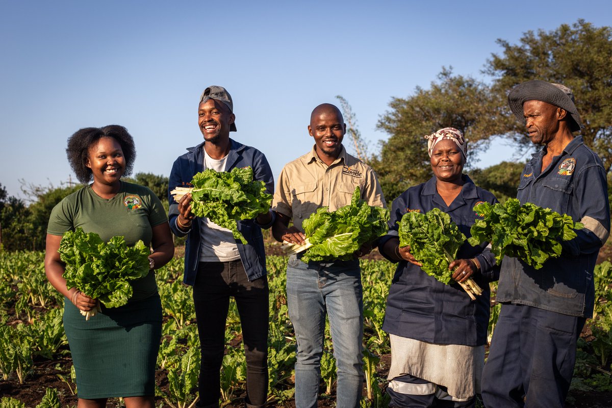 Mondi’s Zimele programme in #SouthAfrica has developed 122 emerging #farmers. This includes 17 Small and Medium-sized Enterprises (SMMEs) constituted by 11 co-operatives, and six individual #farmers #whyafrica #forestry #farming whyafrica.co.za/agriculture-a-…