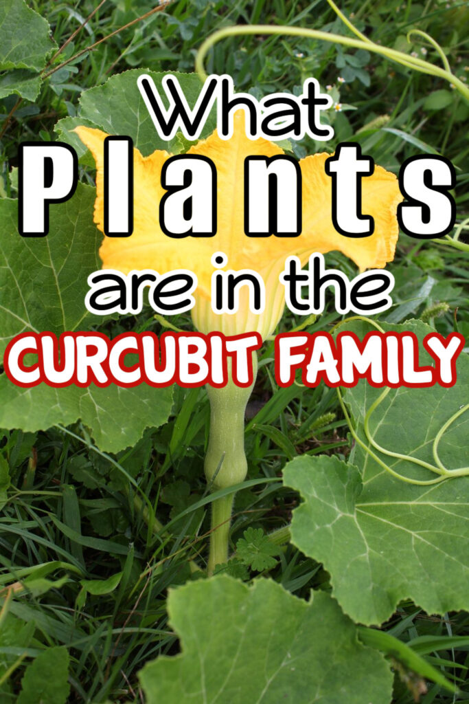 What Plants Are In The Curcubit Family

dianfarmer.com/curcubits-ulti…
#containergardening #backyardgardening #garden #plants