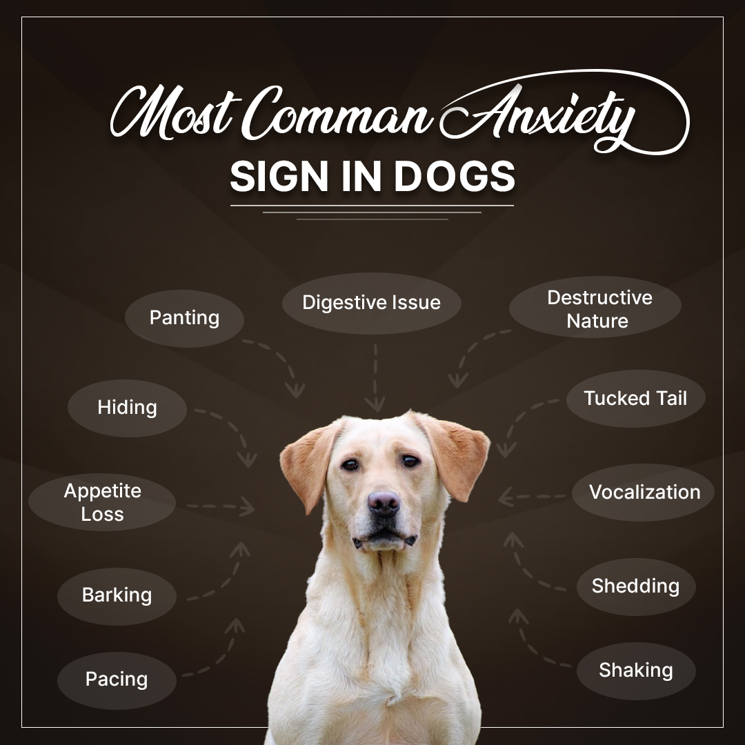 🐾#DogAnxietyAwareness Week is here! Did you know dogs show anxiety in various ways? 

Decode your dog's signals – from appetite loss to tucked tails. Let's learn their language and support them.
 
Learn More: bit.ly/3UHKueL

#Dogtips #DogSafetytips #anxiety #doghealth