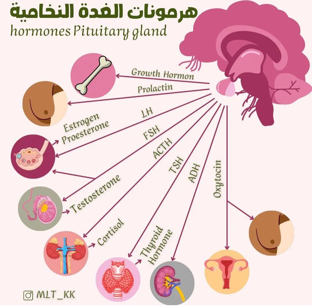 Laboratoire d'analyses de biologie medicale ABDAN (@labmabdan1) on Twitter photo 2024-05-03 04:36:29