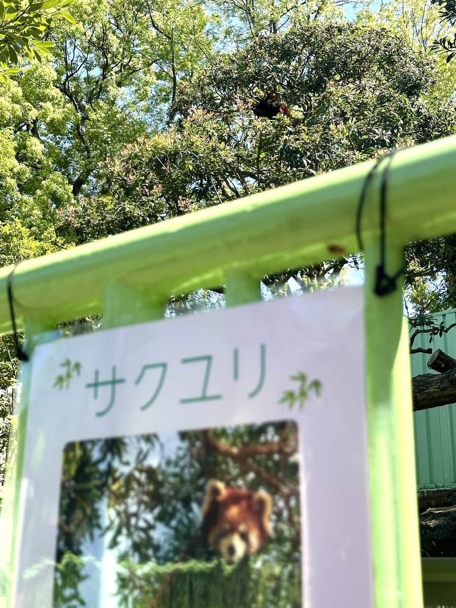 江戸川来た〜
はじめまして！サクユリちゃん🥰

＃江戸川区自然動物園
＃レッサーパンダ
＃サクユリ