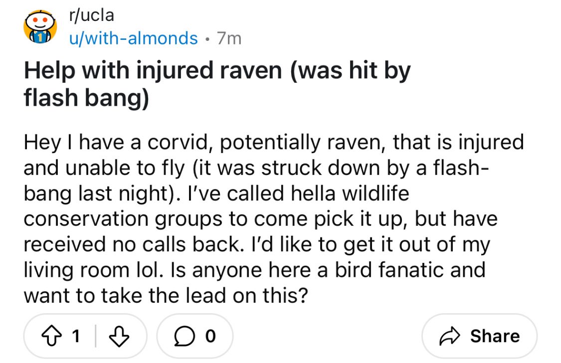 LAPD also injured a raven on UCLA campus with their stun grenades last night. Protected under the Migratory Bird Treaty Act of 1918. #FreePalestine