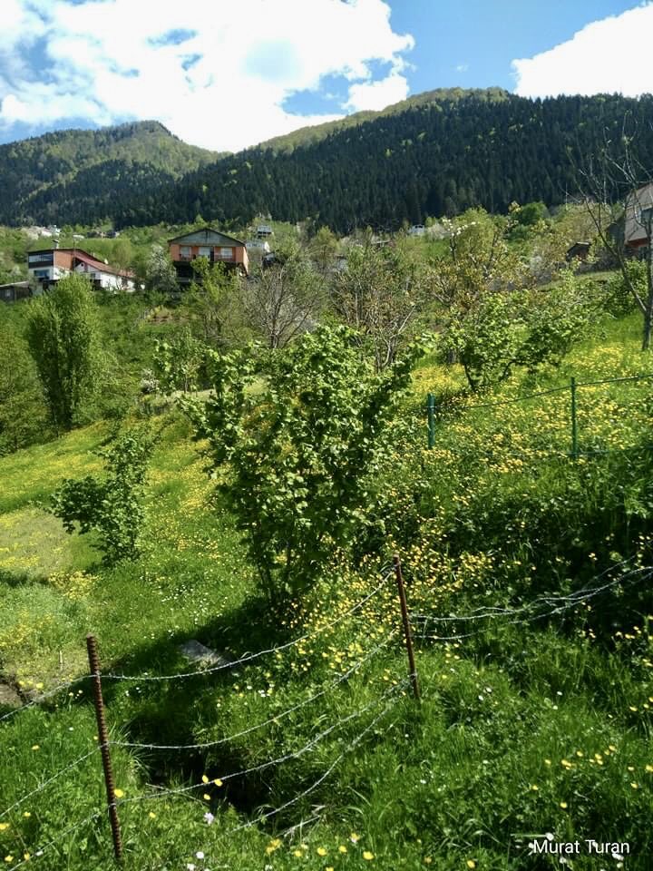 Günaydın can dostlarım, değerli arkadaşlarım. Hayırlı, bereketli, sağlıklı aydınlık günler diliyorum. Köyümden saygı ve sevgilerimle.