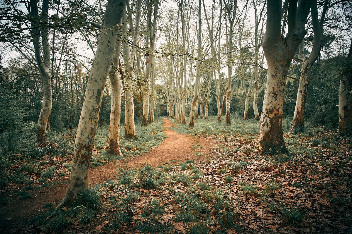 Shadow platanus grove 📍 Font Vella de la Salut, Santuari de la Salut, Sabadell, Vallès Occidental 📸 Fujifilm X-T4 📷 Fujinon XF 16-55mm F2.8 R LM WR #landscape #photography