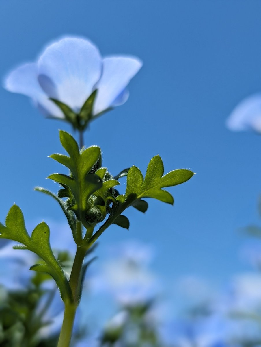 空色のお花、ネモフィラ 今日のようにあおい空の日は あなたが空に帰っていきそうで すこしさみしいです またあう日まで𓂃 ◌𓈒𓋪◌𑁍𓏸𓈒 🍎(*´︶`*)🧵 #イマソラ #ネモフィラ #TLをお花でいっぱいにしよう #お写ん歩