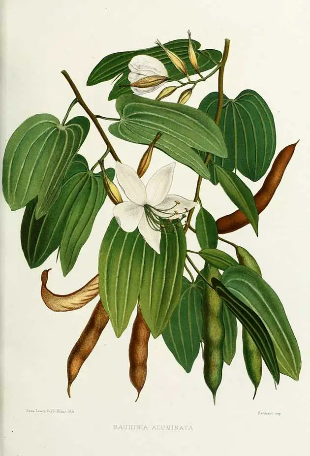 was looking for a #botanical drawing of pointed gourd, as always ended up elsewhere🤭 A gorgeous Bauhinia acuminata,Dwarf white bauhinia, White orchid-tree from a forgotten book pub 1878 by Thacker &Co., Bombay'Familiar Indian Flowers'Lena Lowis' @DalrympleWill @ranjona #history