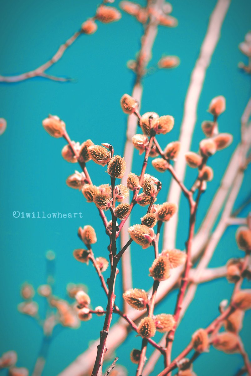 Spring to action

#naturephotography 
#trees #HappyFriday  🌿