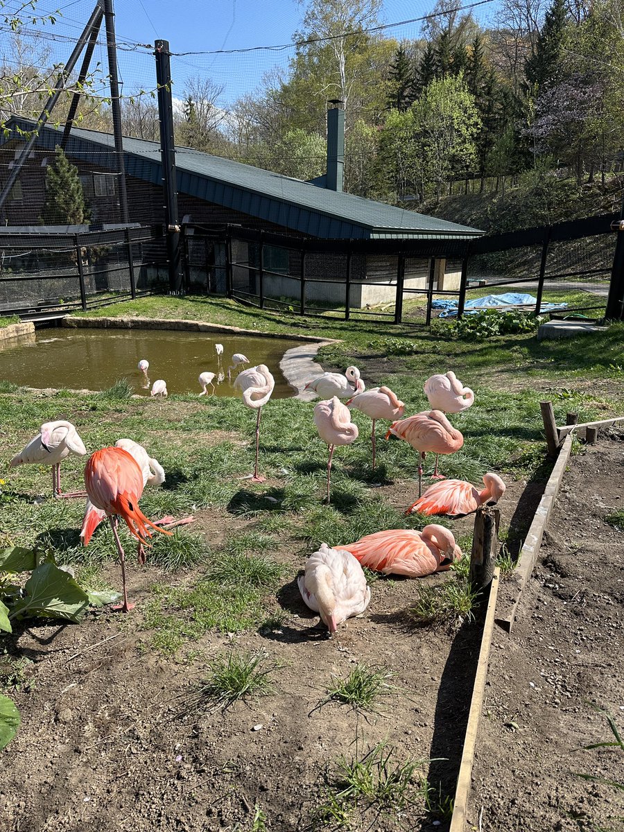 旭山動物園に着いた