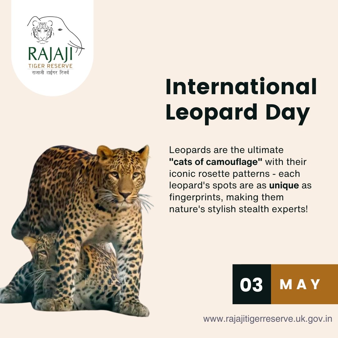 Leopards are the ultimate 'cats of camouflage' with their iconic rosette patterns- each leopard's spots are as unique as fingerprints, making them nature's stylish stealth experts!#InternationalLeopardDay                                                       #rajajitigerreserve
