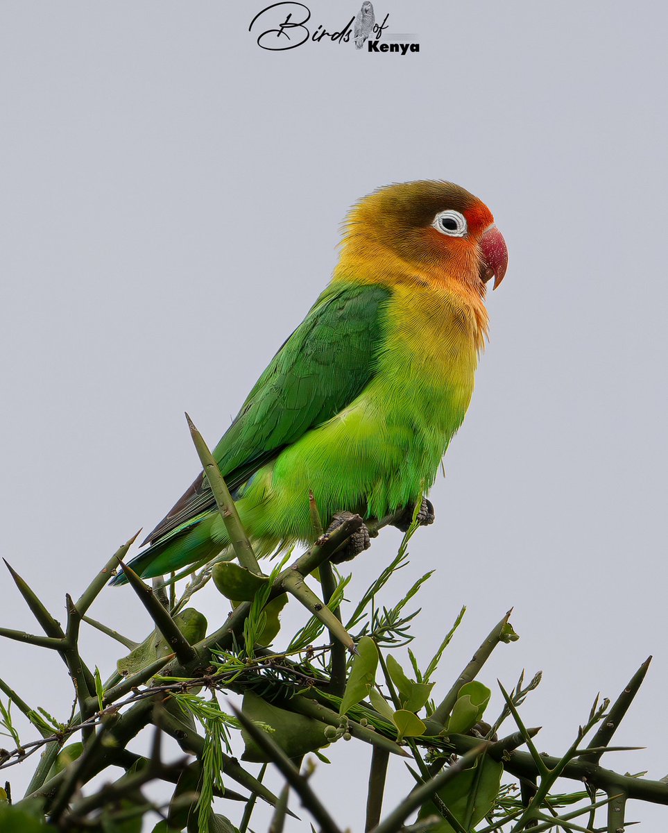 Fischer’s Love bird