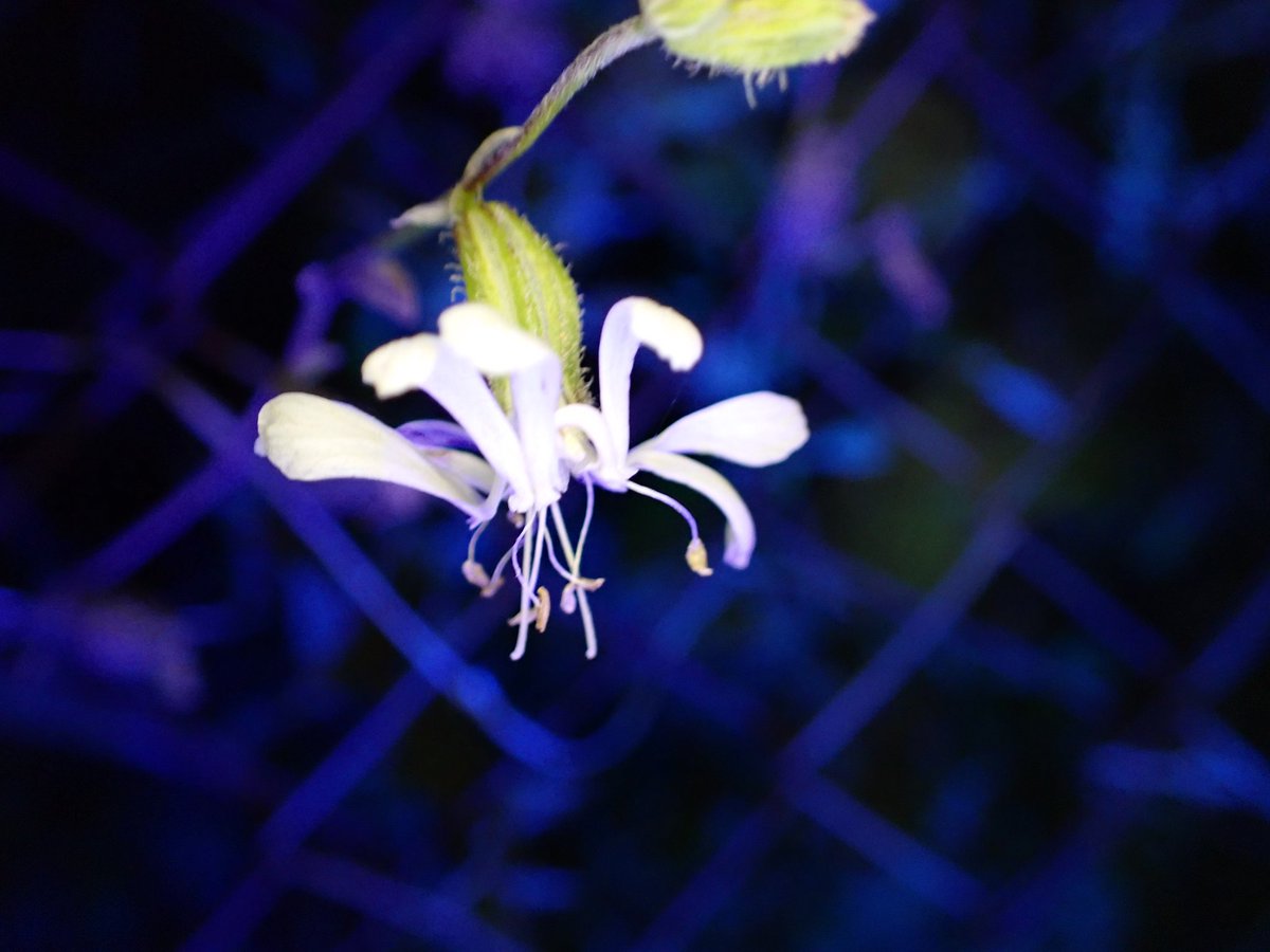 Lesvos Day 2 - The Plants. Holy Orchid the pick