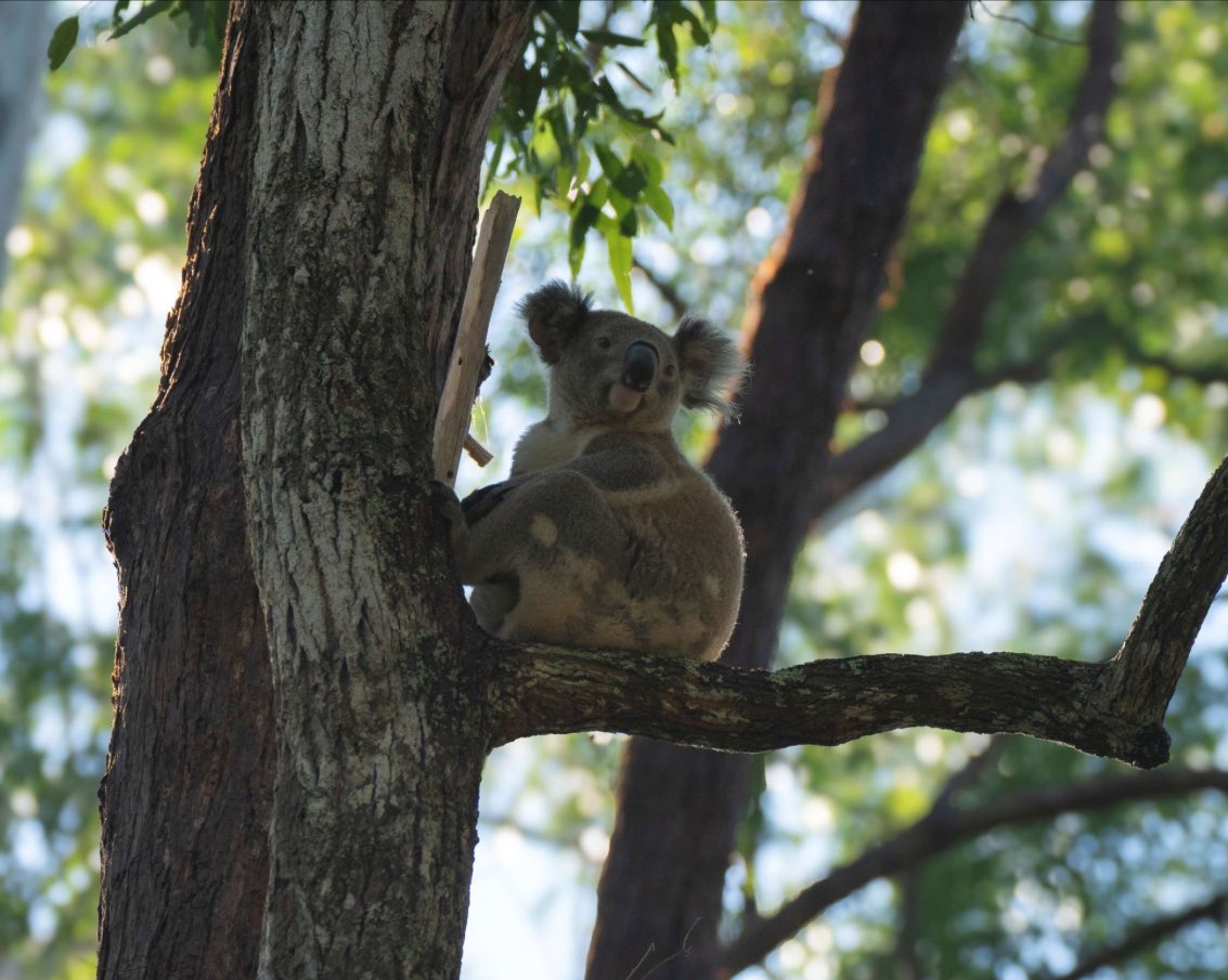 Today is Wild Koala Day.