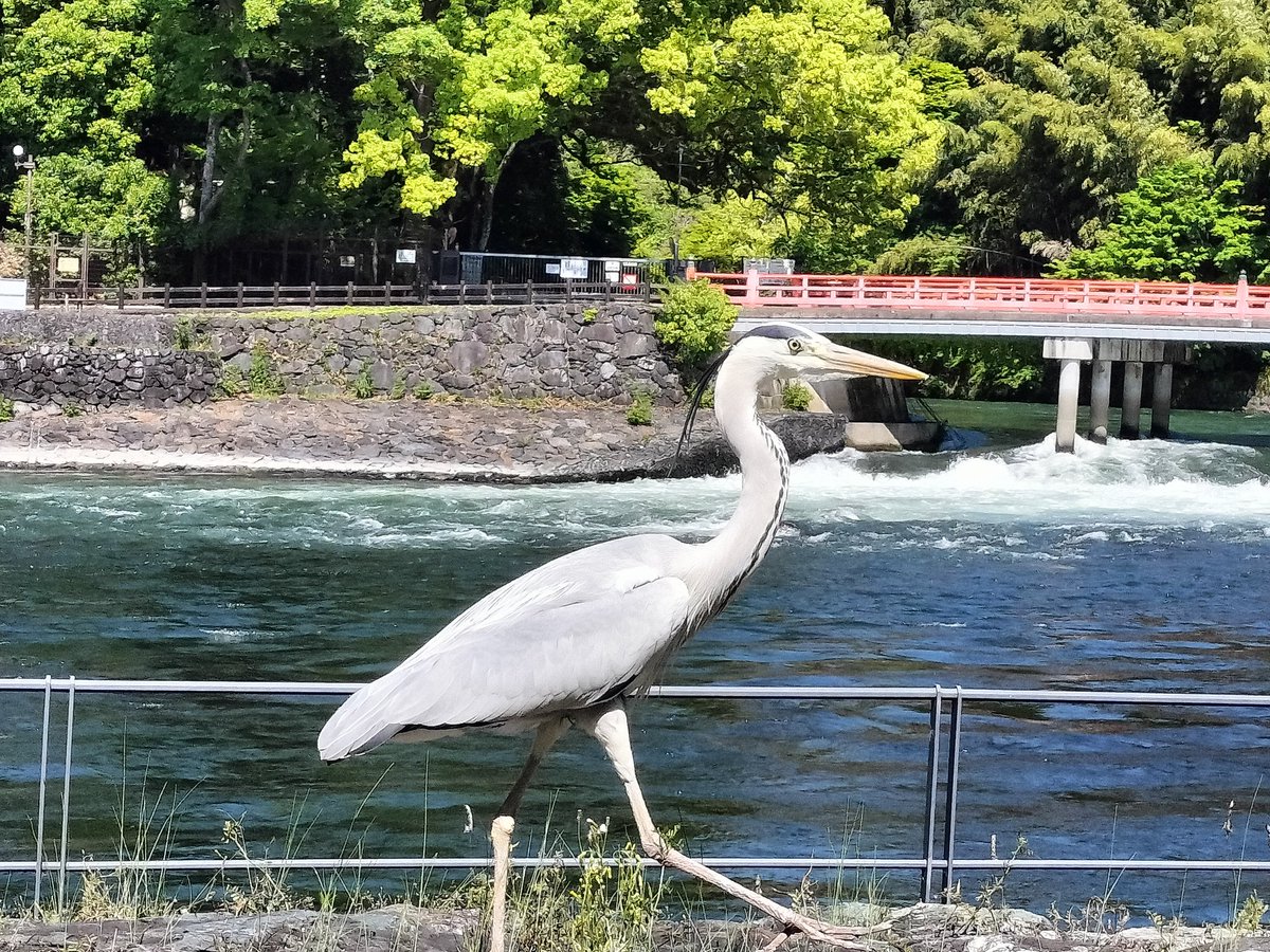 木陰で涼んでいたら、突如でっかい鳥が現れたwww