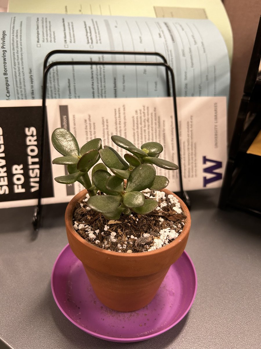 Y’all, look at my cute little Jade plant I have at work! My coworker repotted her into a bigger pot for me and she’s already sprouted some new leaves!
