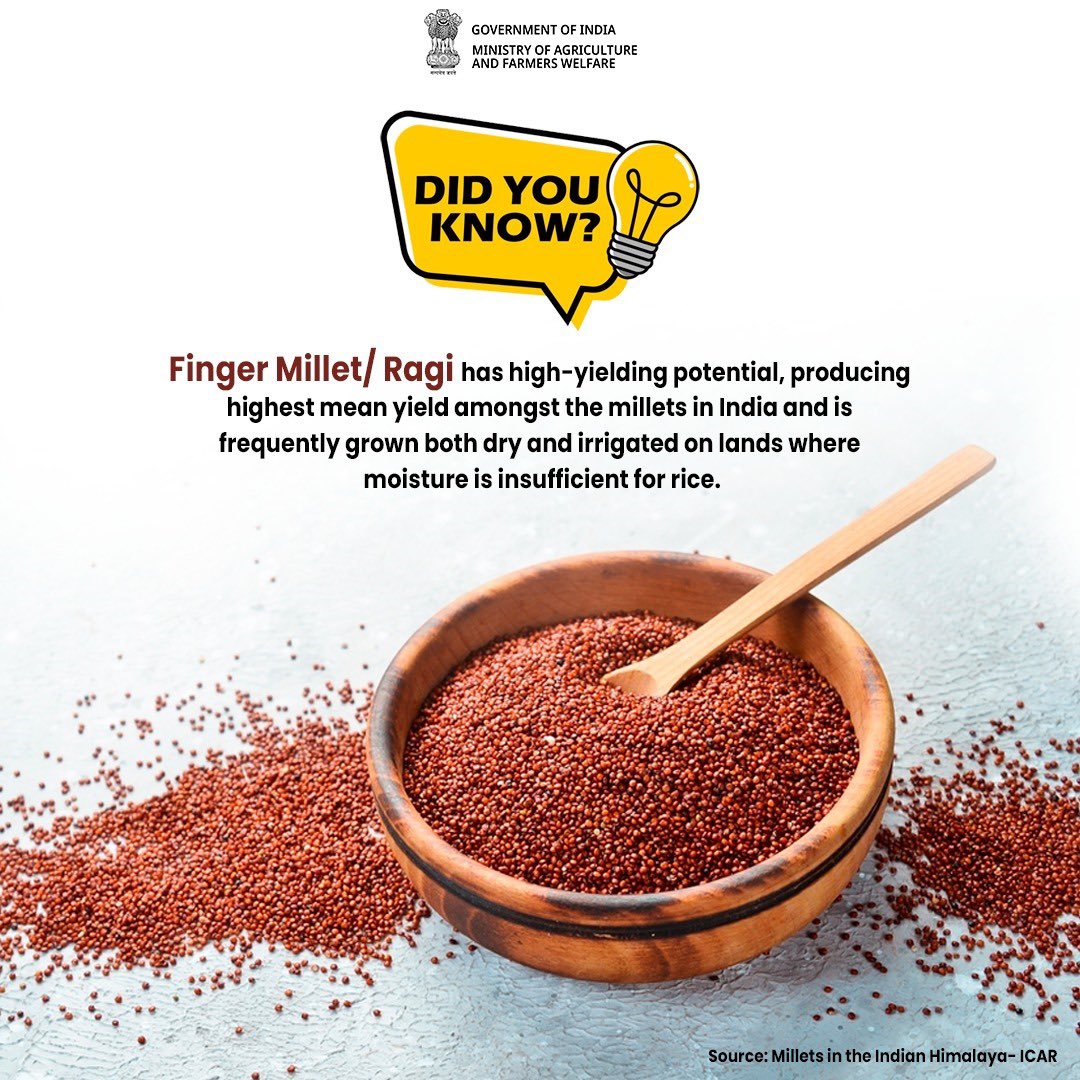 Thriving with high yields in varied climates, Ragi is prized for its high yield potential in many regions of India since time immemorial. 

#IYM2023 #ShreeAnna #Ragi #Facts