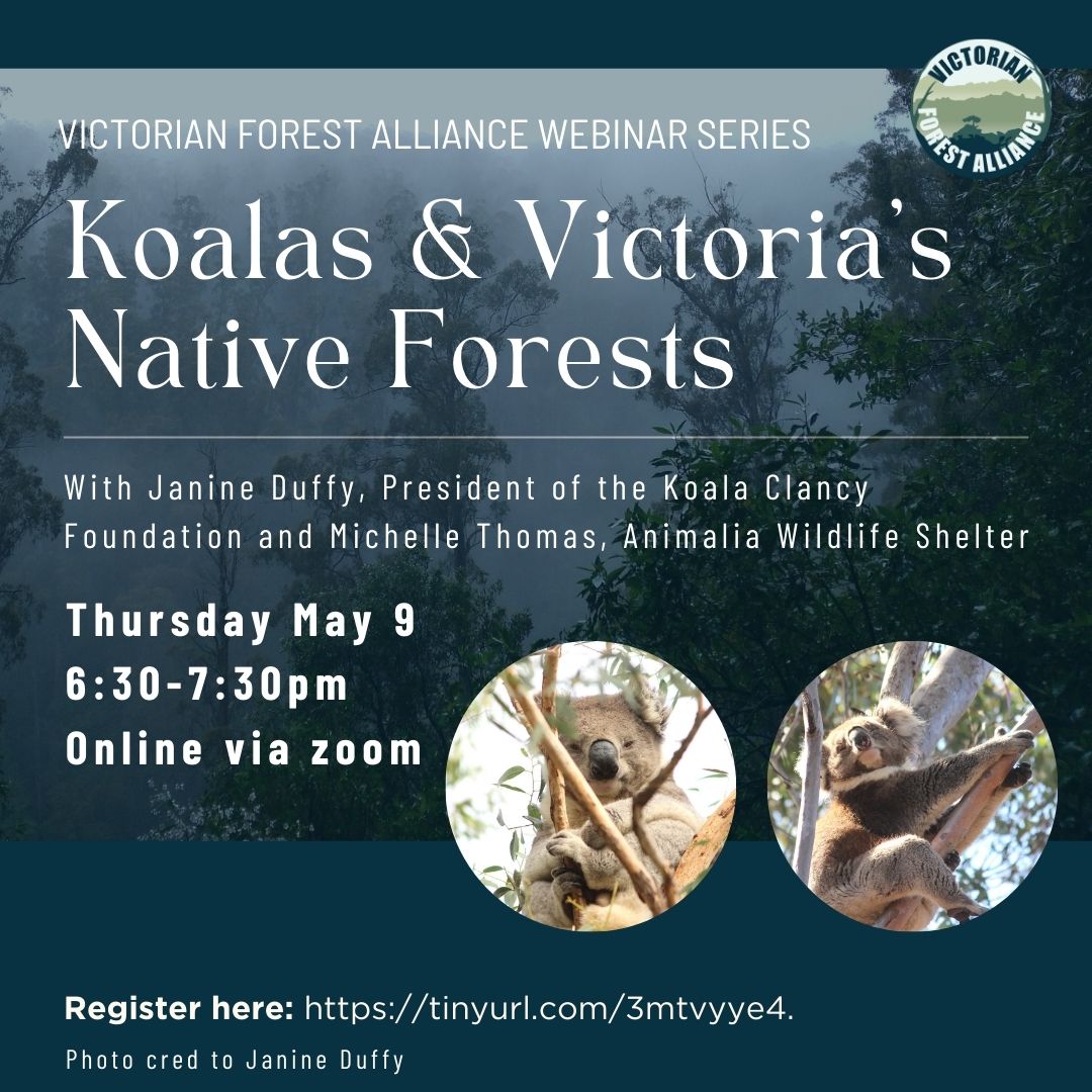 A reminder that tomorrow we are holding the first in our webinar series on the emerging threats to Victoria's native forests: This one is on Koalas. It's at 6.30pm, and you can register through the link: us02web.zoom.us/meeting/regist…