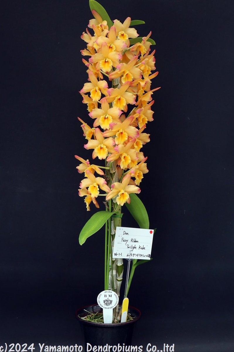 Den. Fairy Ribbon ‘Twilight Kobe ’ BM/JOGA2024
     (Den. Holy Moon x Den. Tdares Oriental Ribbon)
dendrobium.net/GlobalSite-top…
#dendrobium #orchid #flower #デンドロビウム #新品種 #洋ラン #newvariety #orchidlover