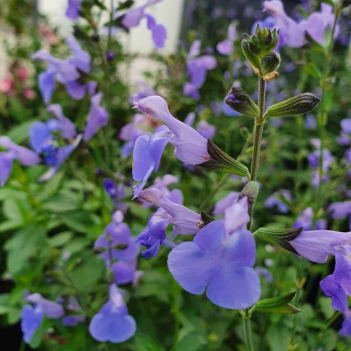 Salvia microphylla 'Delice Aquamarine' is a true stunner! It’s undoubtedly among our most popular Salvias, adored by everyone! #gardening #gardenlover #gardenlife #gardeninglove #plants #plantlover #gardening #plants #plantnursery #gardenallotment #salvia #flowersofinstagram