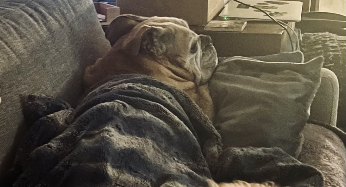 #Bulldogs require being tucked in for anything involving TV or sleep! Princess Atia is incredibly high maintenance. 🥰🥰🥰
