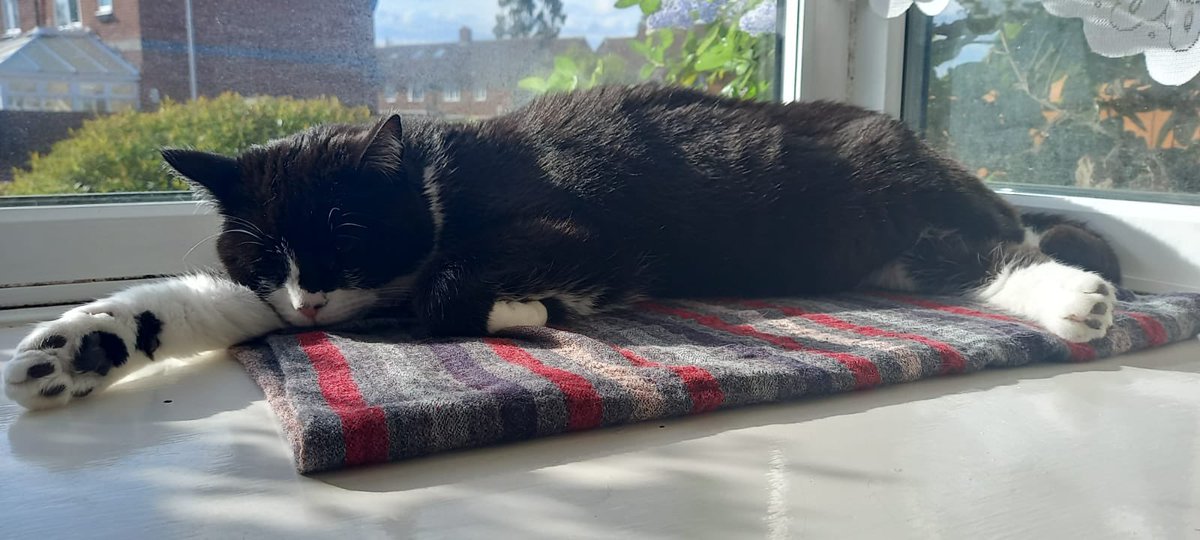 Happy #FelineFriday! Puss (now George) adopted in January, has found the purrfect sun puddle! ☀️ 🐾 #AdoptDontShop #Rehomed #TuxedoCat #CatsProtection #HereForTheCats #CatLovers