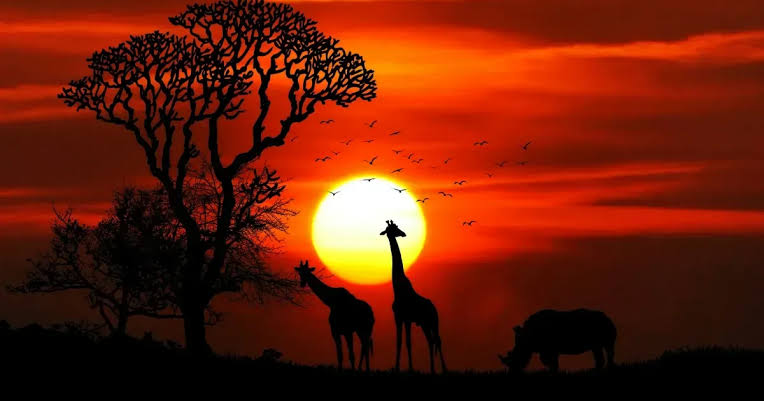 @AMAZlNGNATURE '🌍✨AFRICA: Where the sun shines brighter, the wildlife roams freer, and the rhythm of life beats to a unique drum! A continent of 54 sovereign states, each with its own story to tell. #Africa #UnityInDiversity #WorldCulture'