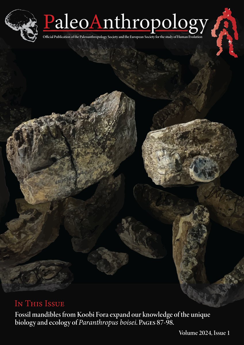 Our little #Paranthropus mandibles are in the cover 😍! with @lucinadal, @louiseleakey & Meave Leakey Special thanks to @museumsofkenya and Tom Mukhuyu, Katerina @Harvatilab_tue, nice reviewers & having a true open science journal in our field 🥰🥳 paleoanthropology.org/ojs/index.php/…