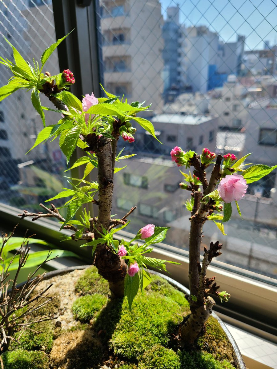 桜の花と葉が大分開いてきた🌸 ほんの数日でだいぶ変わりますね。 生き物ってすごい。