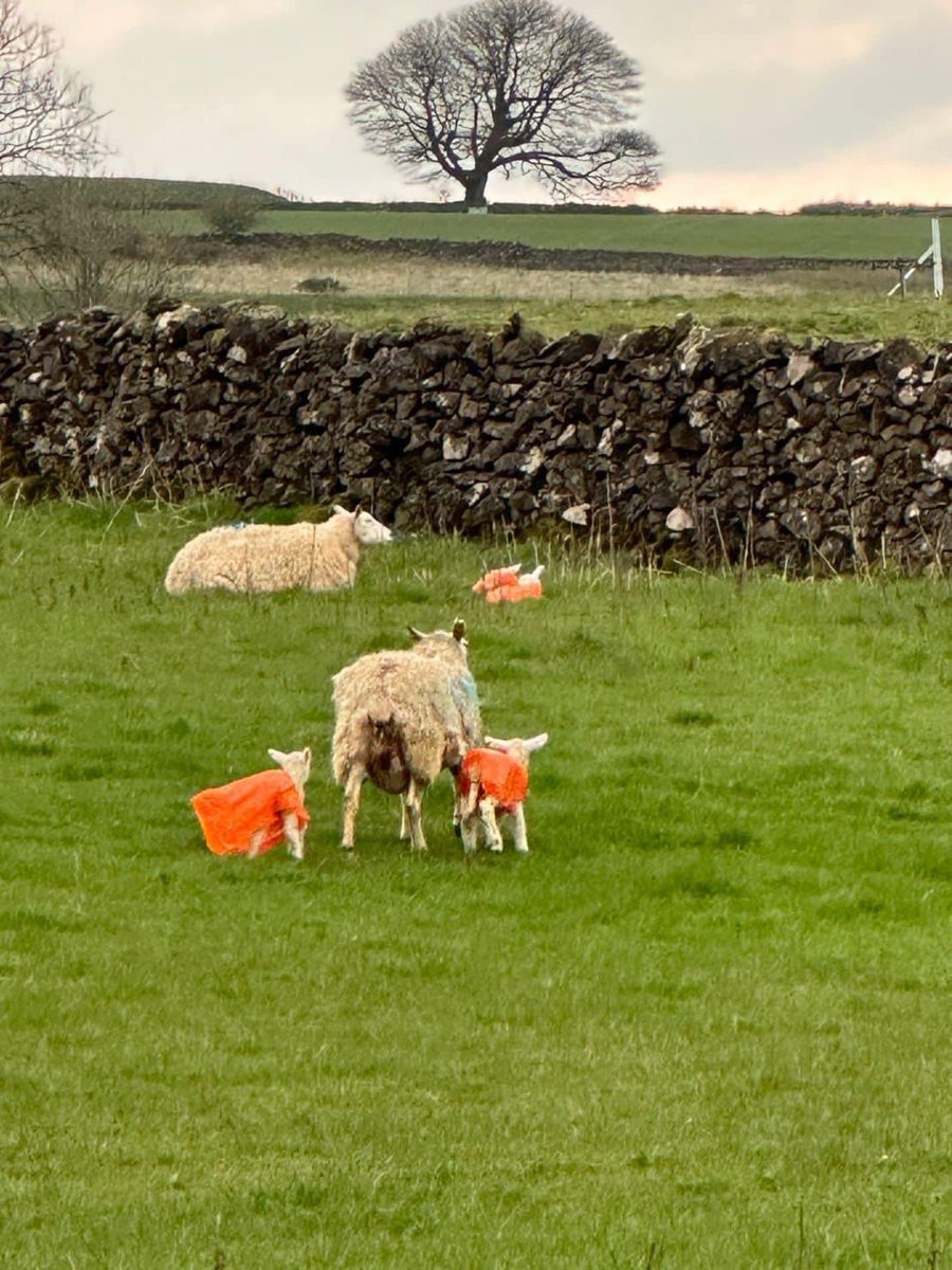 Watching the lambs during lambing season here in Derbyshire is just priceless. You don’t have to spend lost of money to enjoy life, sometimes the simplest of things can bring you the greatest joy 😃 👩🏼‍💻 Follow @NuttallEstate on Social for updates ⬇️ 📲 linktr.ee/nuttallestate