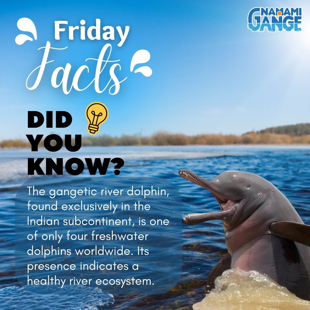 The Gangetic river dolphin is mainly found in the Ganges-Brahmaputra-Meghna and Karnaphuli-Sangu river systems of India, Bangladesh, and Nepal.They are a rare and majestic creature found only in the Indian subcontinent. #GangeticDolphin #Ganga #FactFriday #NamamiGange