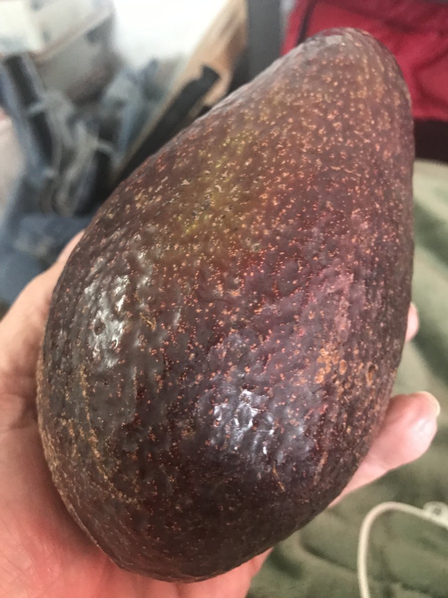 JLBabbitt1's tweet photo. we are all getting screwed by the avocado industry here in mainland U.S.  This is a 2.00 avocado. Apparently Hawaii has kept this secret. https://t.co/vtfownz1Nd