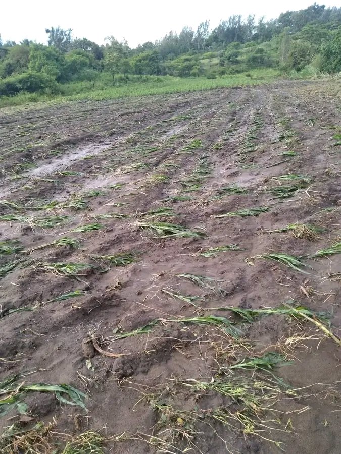 What a loss! Wealth has been Lost.

Kindly use my post to say sorry to one of us...

#agriculture #farming #foodielife #foodsystems 
#flood