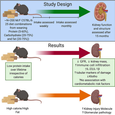 A common question is, 'Will too much protein hurt my kidneys?'.

Eating more protein (or taking creatine) may increase the creatinine in your blood (which is used to calculate the estimated glomerular filtration rate—eGFR), but study after study has shown that higher-than-average…