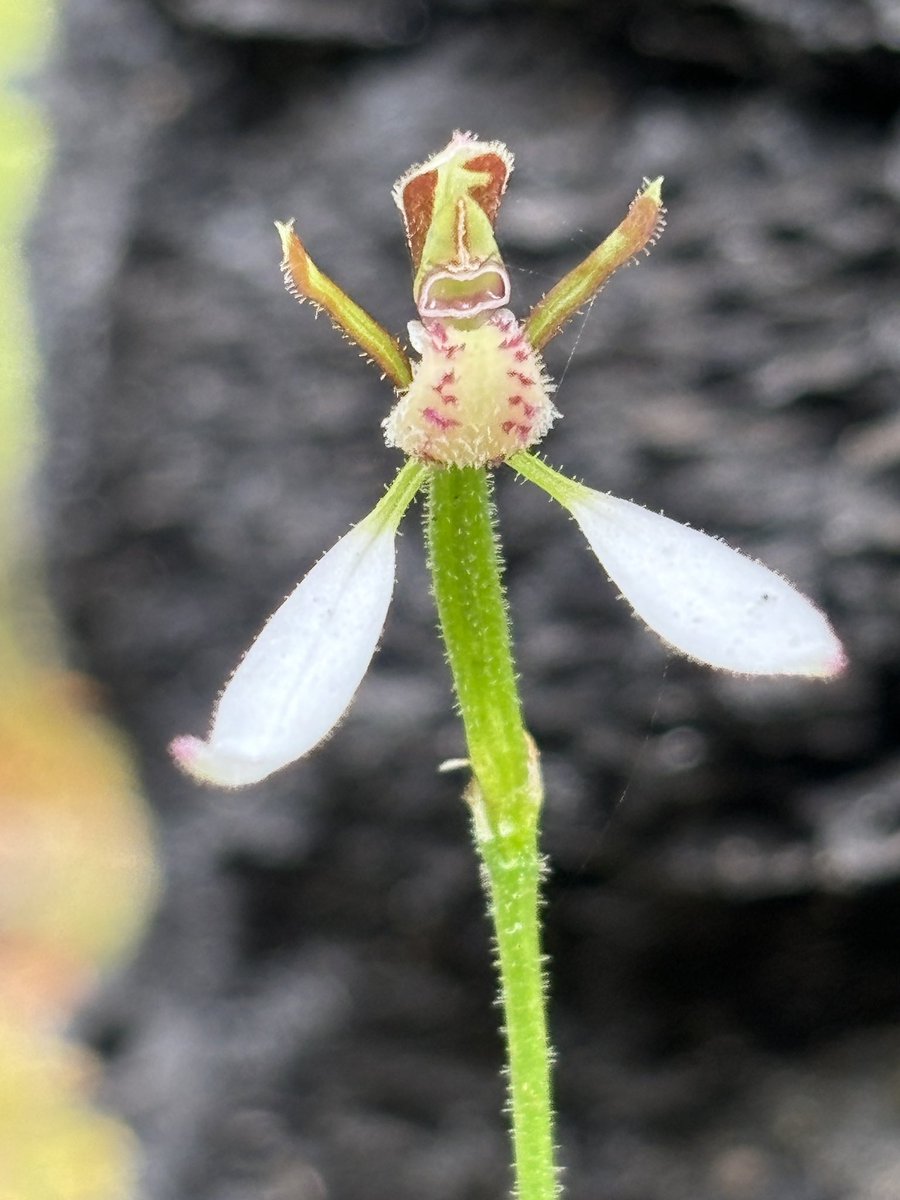 It’s a bunny! 😆 First #orchid of the season in the south west of Oz 🍃 (Eriochilus dilatatus)