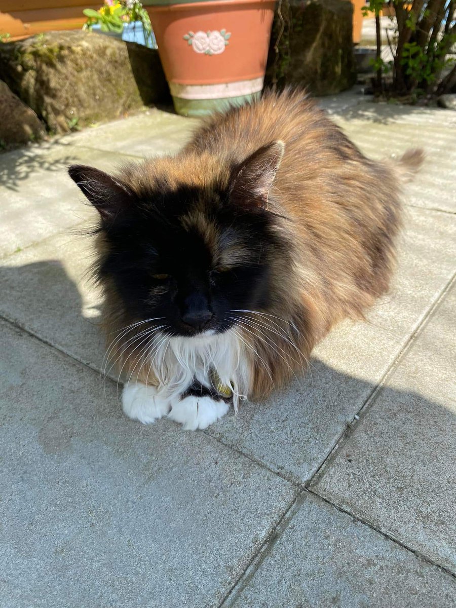 #FridayFeeling ~ Syke is pleased to be loafing about in the sunshine. So happy to be outside on a warmer day. #inthecompanyofcats #purrfectfelines #catlovers #CatsOfTwitter #cat #catrescue