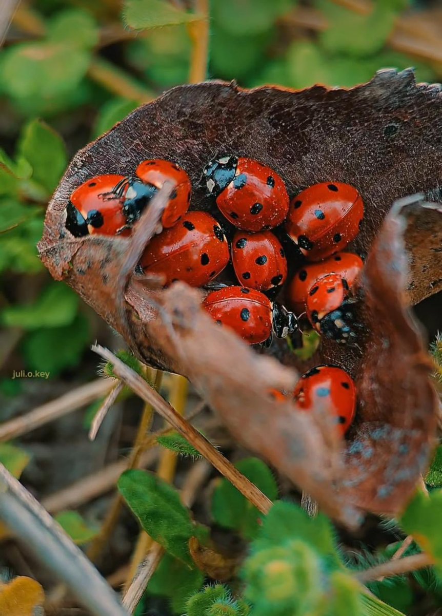 Bir şeyin güzelliği, onu seyredenin ruhunda gizlidir.
Herkese kalbinin renginde bir gün dilerim.
