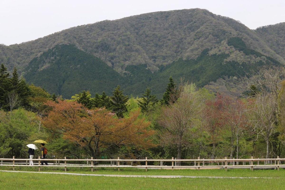 こんにちは、大型連休後半初日の5月3日。
仙石原から見える代表的な三山をご紹介しましょう。

（左　）丸　岳…2019年5月3日撮影
（右上）金時山…2021年5月4日撮影
（右下）長尾山…2024年4月26日撮影

この三山は約5時間30分で縦走できます。
#箱根　#仙石原