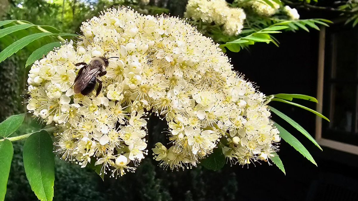 De lijsterbes bij het huisje is al haast uitgebloeid intussen, maar we hebben zijn bloesem vastgelegd van knop tot volle bloei. Ook insecten houden erg van deze bloemtrossen, kijk je mee? 🌳🌸🐝
#lijsterbes #sorbus #indetuin #voorjaarsbloeiers #insectenlokker #insecten