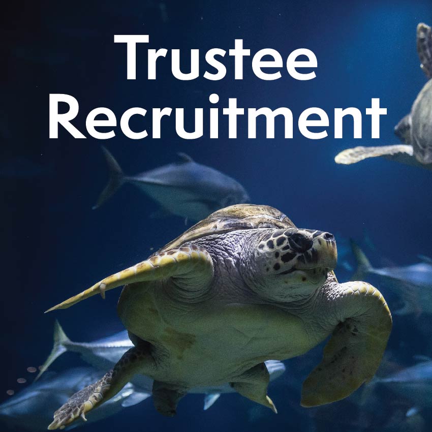 Due to retirement, The Deep is recruiting new Trustees to guide & champion the charity's work.🦈

We give thanks to those who have given such devoted service.

For further information please visit: ow.ly/NPob50RvrX6

#TheDeepHull #Charity #TrusteeRecruitment #Trustees