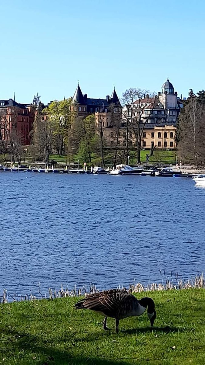Good morning from suning Stockholm today. Have a great Friday. Coffetime ☕️😎🌞🐞🐦🦋🍀⚘️🍀