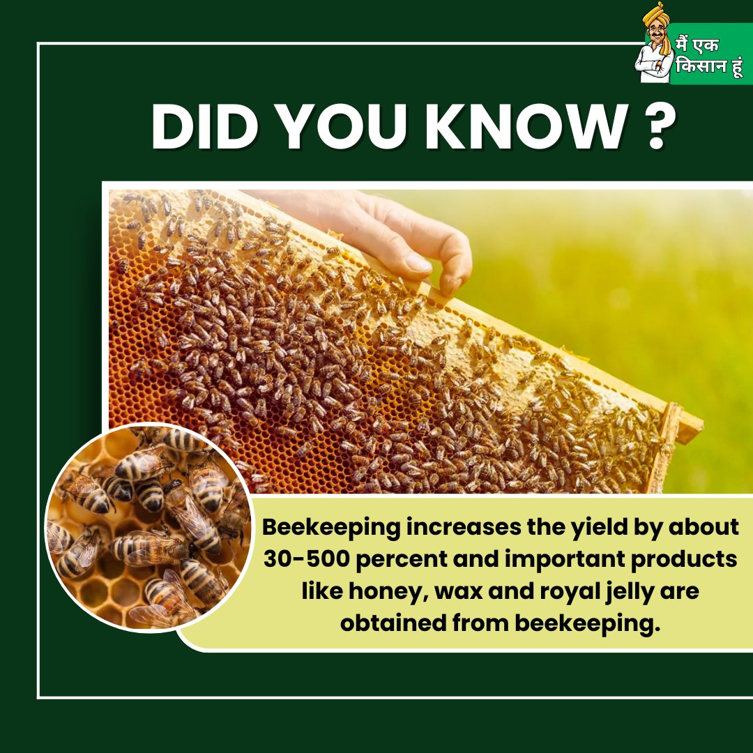 Bees indirectly help in increasing crop production by pollinating flowers. #KOI #KisanOfIndia #DoYouKnow #BeeKeeping #Apiculture #Agriculture #bee
@KisanofIndia