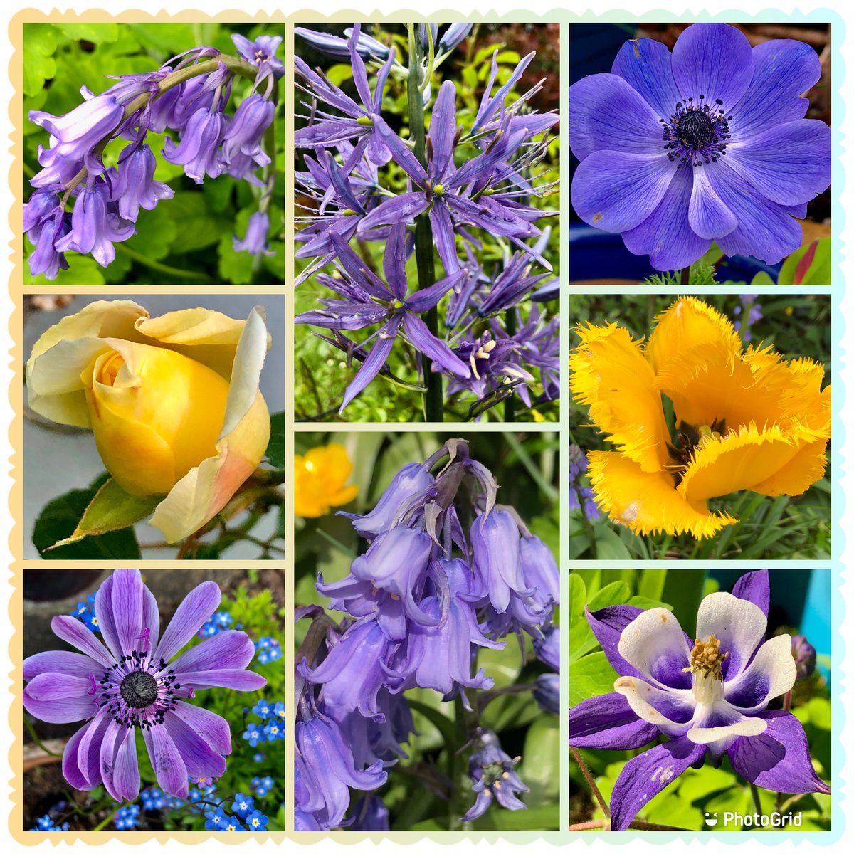 So much to love in my garden right now #FlowersOnFriday #fridaymorning #Flowers #GardeningWeek #MyGarden #BankHolidayWeekend