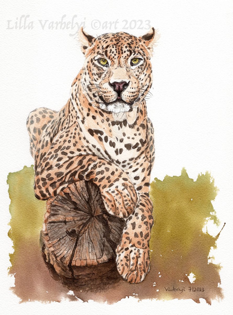 Zum heutigen #internationalleopardday zwei meiner #Tuschezeichnungen von diesen wunderschönen #Großkatzen 🐾 #leopard #wildlife #leopardday #wildlifeart #wildlifedrawing #bigcat #inkpainting #animaldrawing #artforsale #tusche