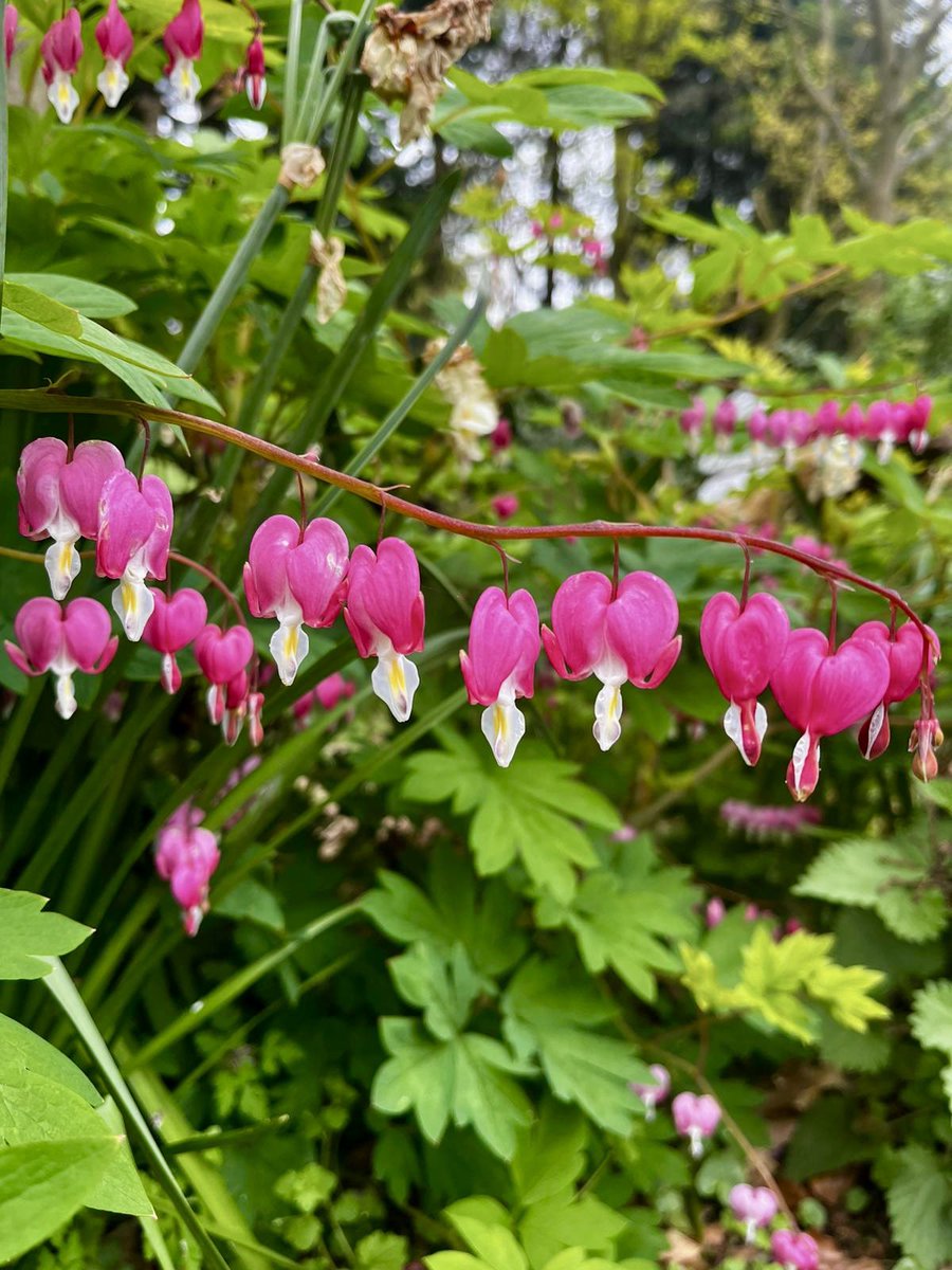 Take a look at these striking flowers of Bleeding Heart (Lamprocapnos spectabilis) growing in our Sculpture Garden. 📷 Assistant Gardener, Lesley #PensthorpeGardens #FlowerFriday