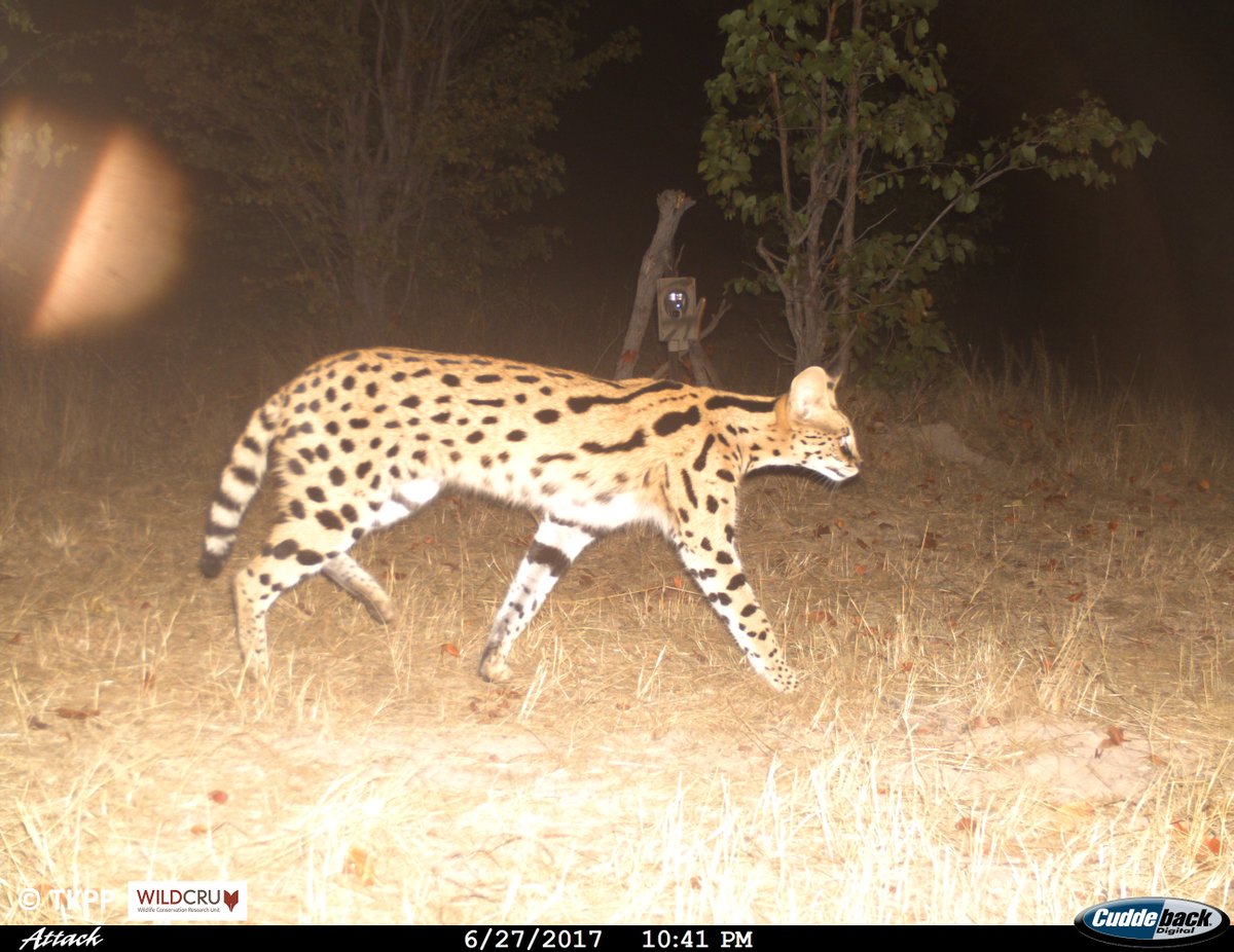 A new grant with @WildCRU_Ox and @CompSciOxford will fund development of software to leverage AI to automatically detect and estimate distance to animals in camera trap images 🦬 This will make population density studies of many more animals viable 👇 bit.ly/3JOdPOc