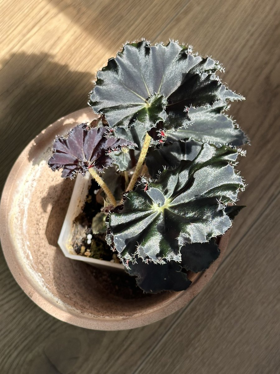 🔃
🪴리버스 식목일 리트윗 나눔 🪴
알티 해주신 두분께 베고니아 다크맘보🖤 베고니아 루체노라+베고니아 몽고메리 삽수를 드립니다

대상: 식물이 올라와있는 식물계정
+ 배송비는 착불 /주소3종 주실수 있으신분