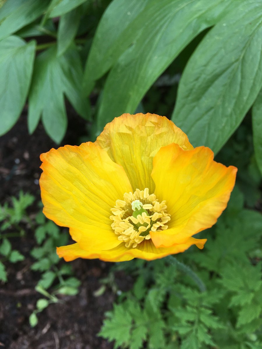 Good morning and happy Friday. Welsh poppies are all starting to flower now. Love seeing these all over the garden. #FlowersOnFriday #FlowersOfTwitter #poppies