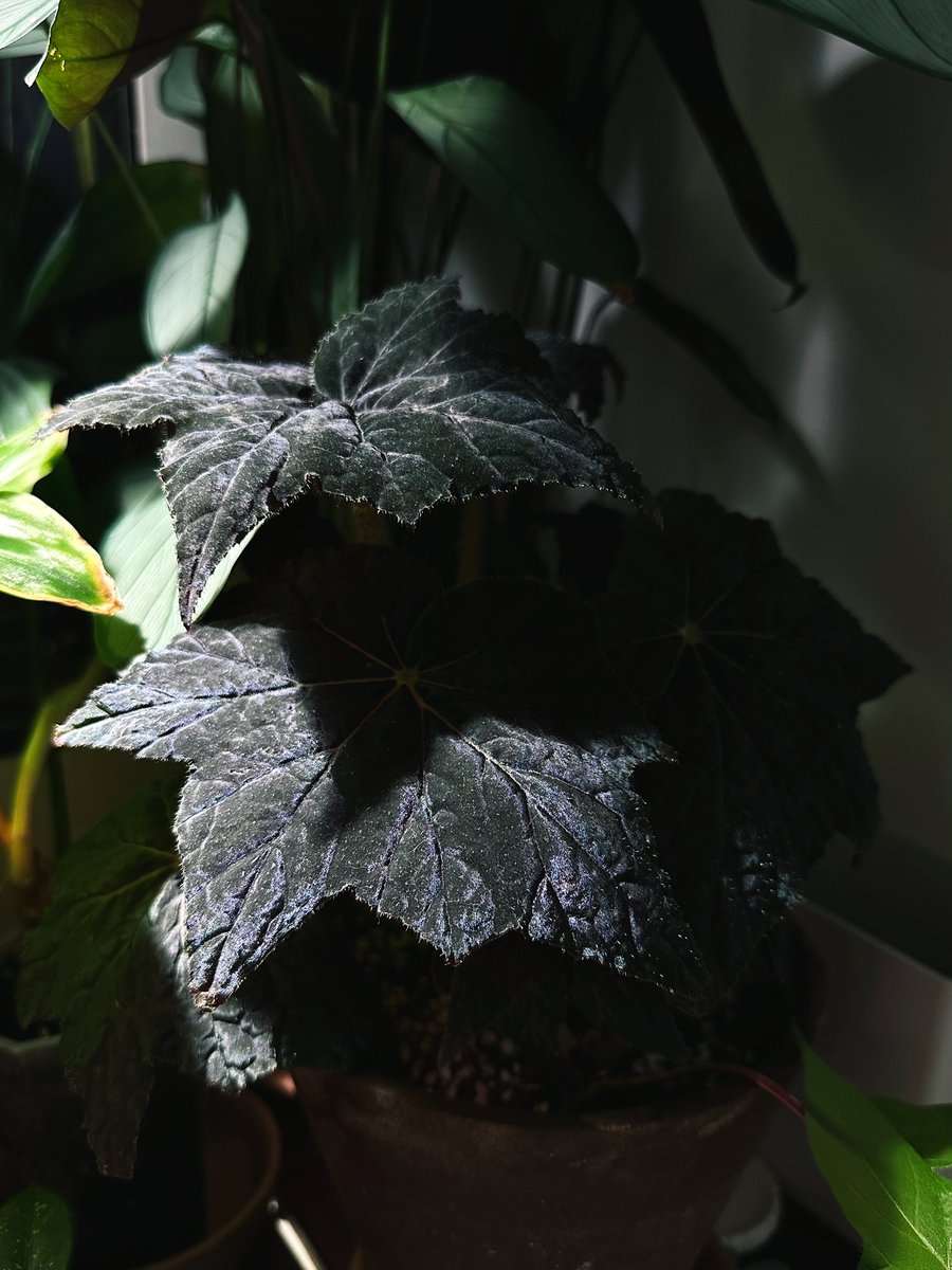 식물햄🍥 tweet media