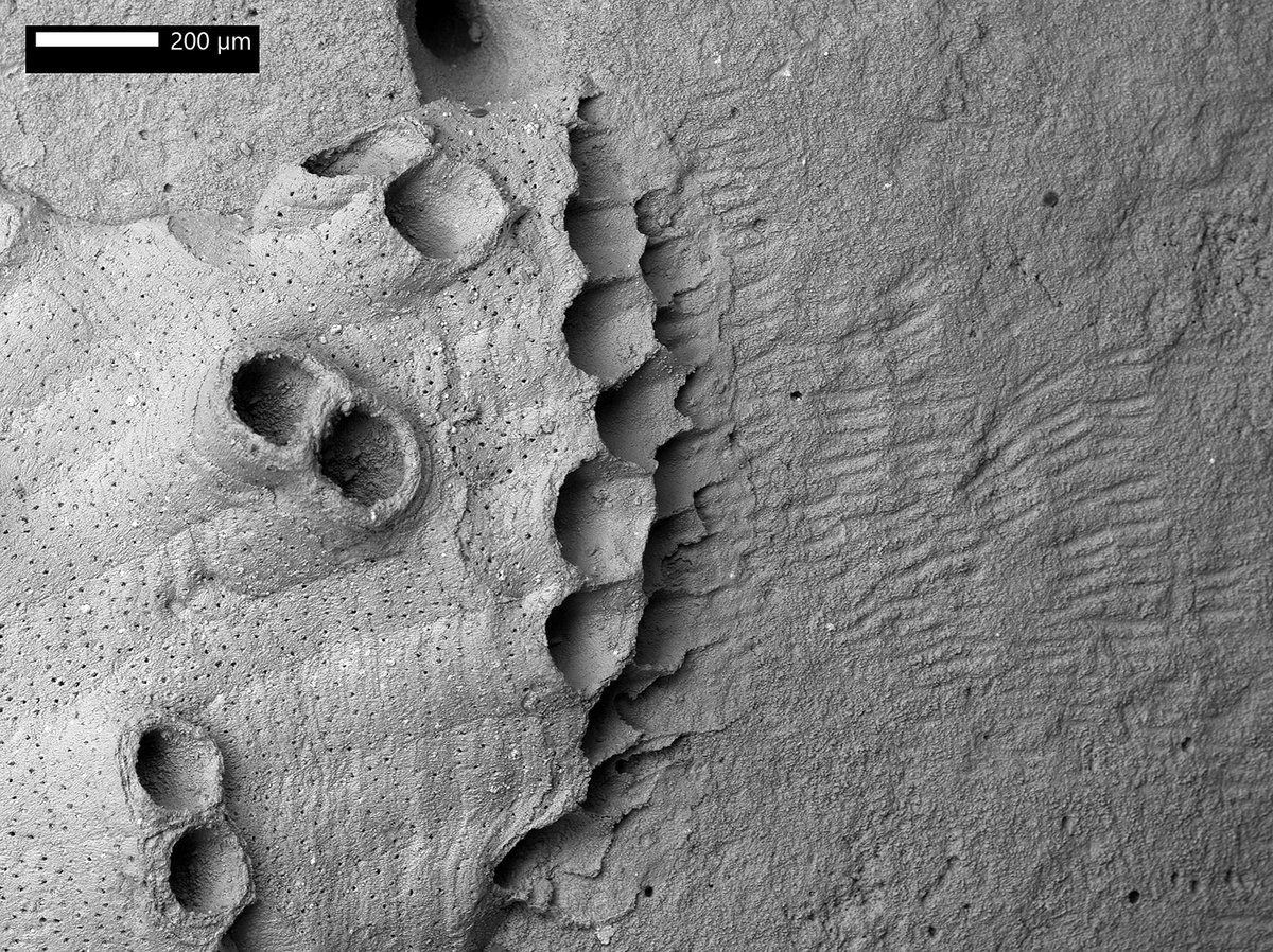 #FossilFriday Hot off the SEM, cyclostome bryozoan Oncousoecia growing over a Pleistocene shell previously grazed by a mollusc, leaving tiny scratch marks belonging to the ichnogenus Radulichnus.