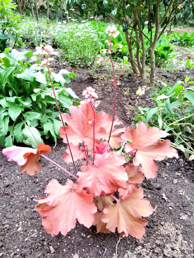 『敷地内の植物たち🌿』

花壇に新しい植物が仲間入りしました！

植えられた時に お話しを伺えず、名前が解らなかった🤔のですが、
googleレンズさんによると｢ #ヒューケラ ｣というのだそうです。

紅葉したメープルみたいな葉が美しく🍁小さな白い花も可愛いです✨

#箱根 #箱根温泉 #おくゆもと